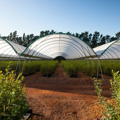 COMMERCIAL POLYTUNNELS