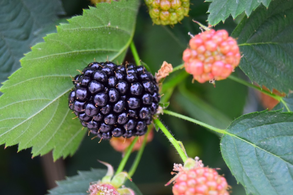 Blackberries