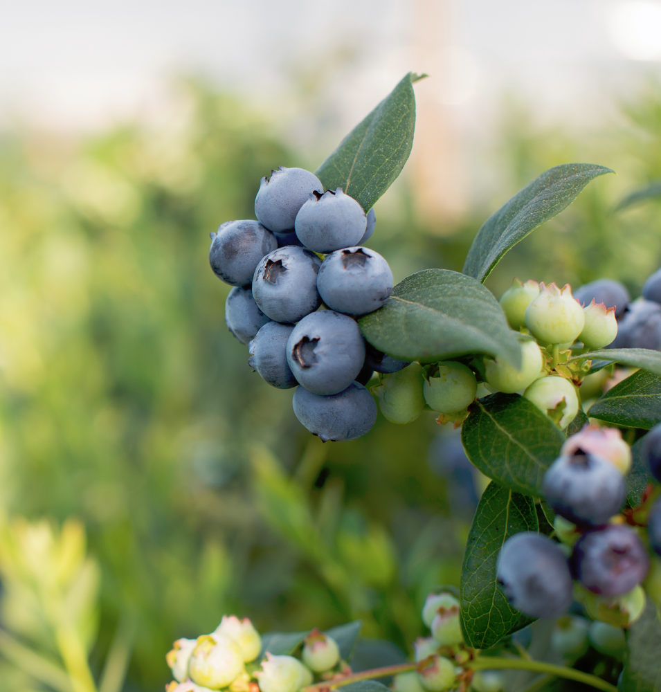 Blueberries