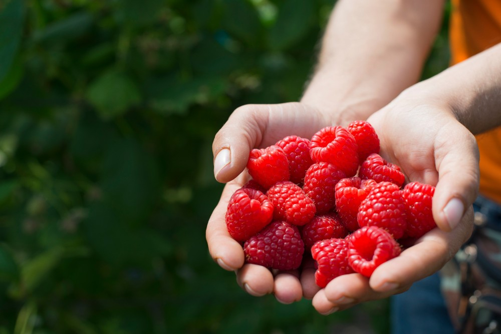 Raspberries