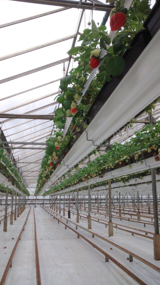 Haygrove Rhymney(Римни)