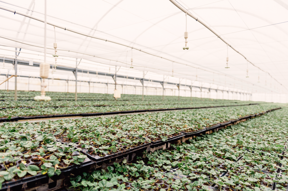 Haygrove Small Beginnings(Малые начинания)