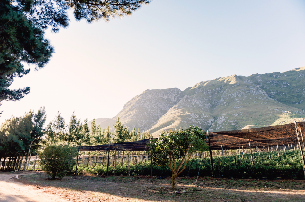 Haygrove Heaven & Earth Farms(небо и земля)