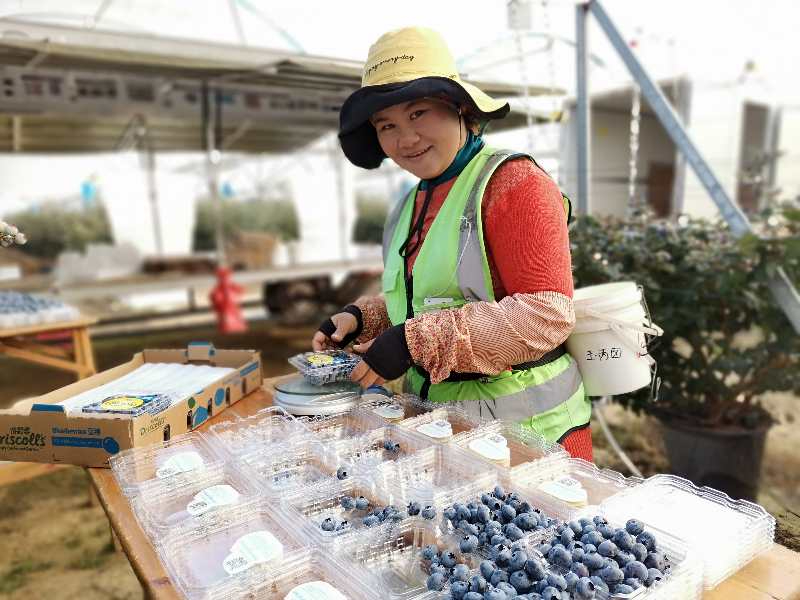 Haygrove Yunnan(Юньнань)