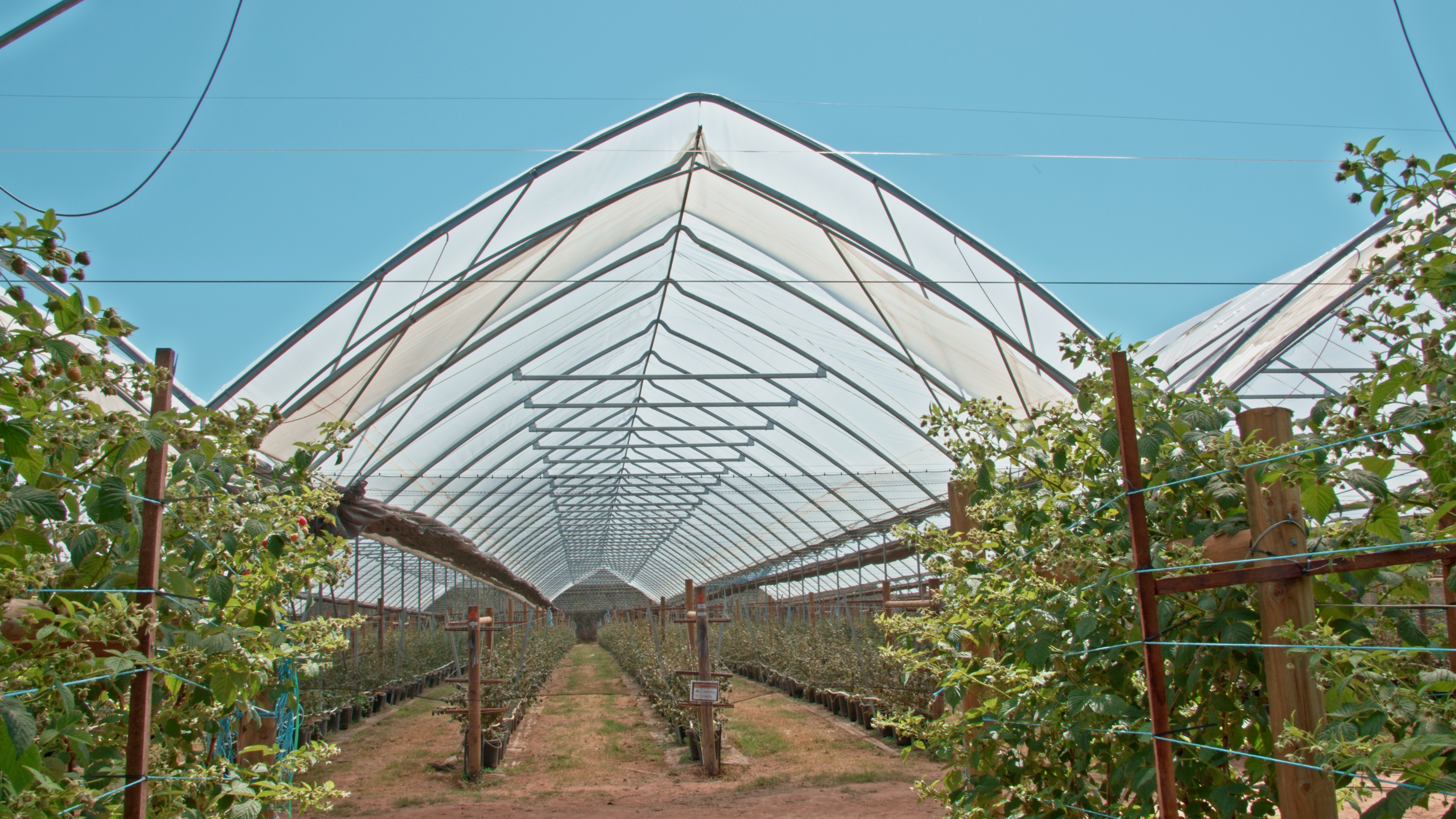 客户故事 | 高效种植的黑科技！全通风大棚让种植效率翻倍