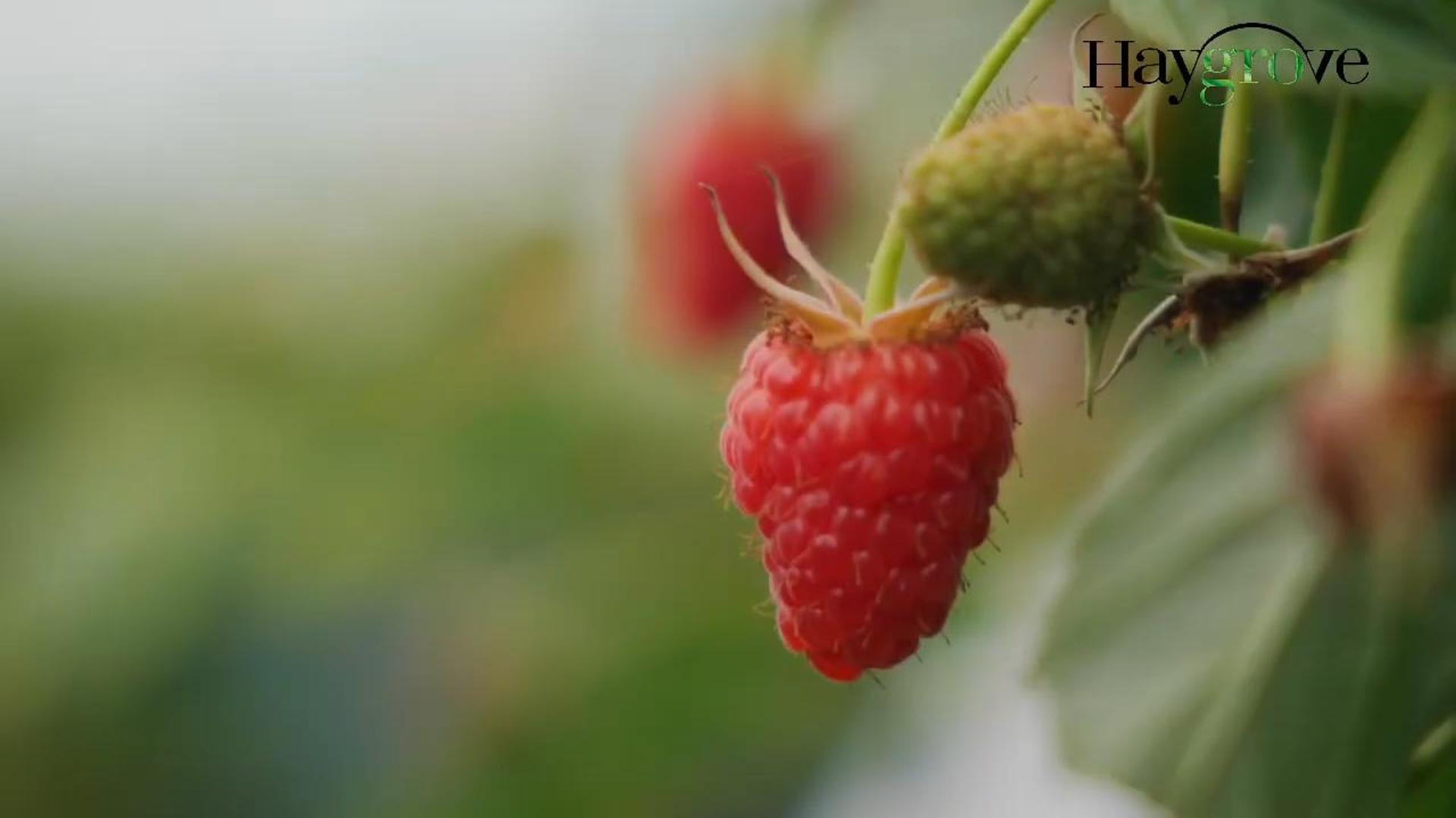 客户故事 | 波兰浆果农场在提升种植效率上的成功经验