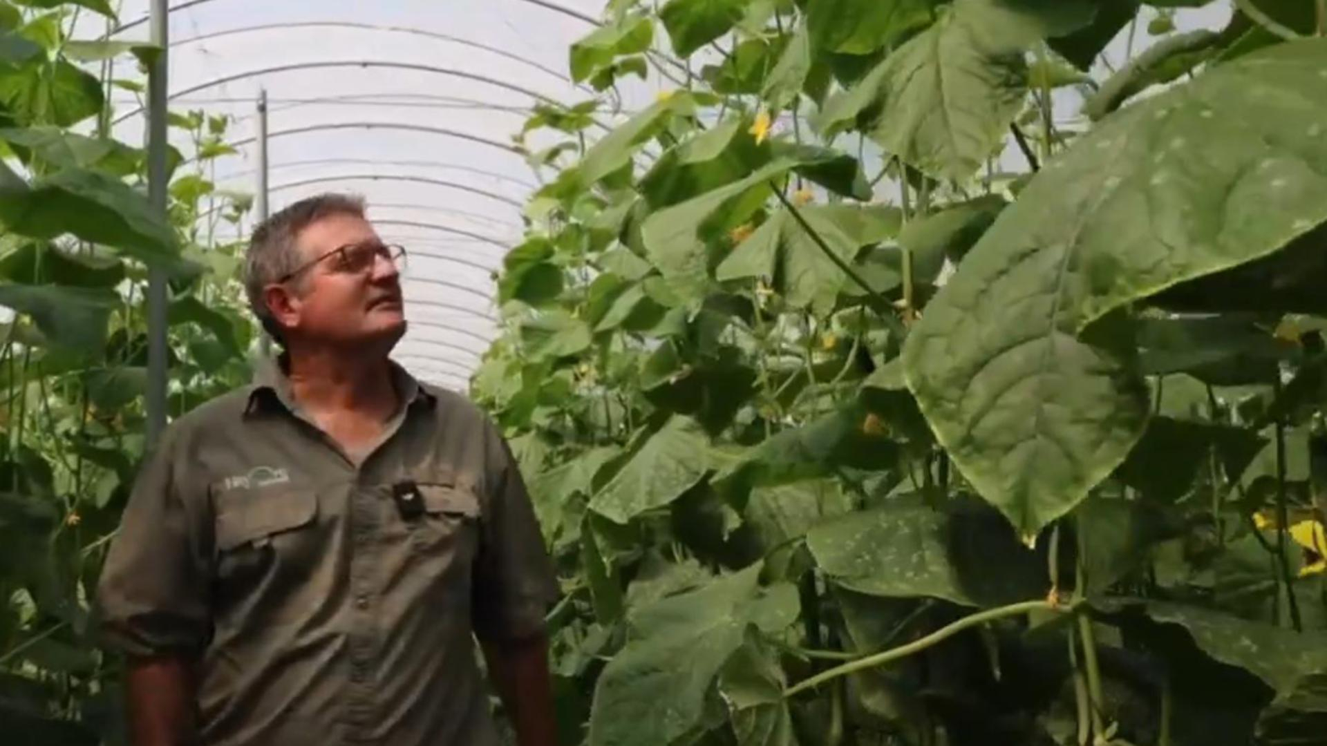 客户故事 | EZvent易通风大棚在黄瓜种植中的应用