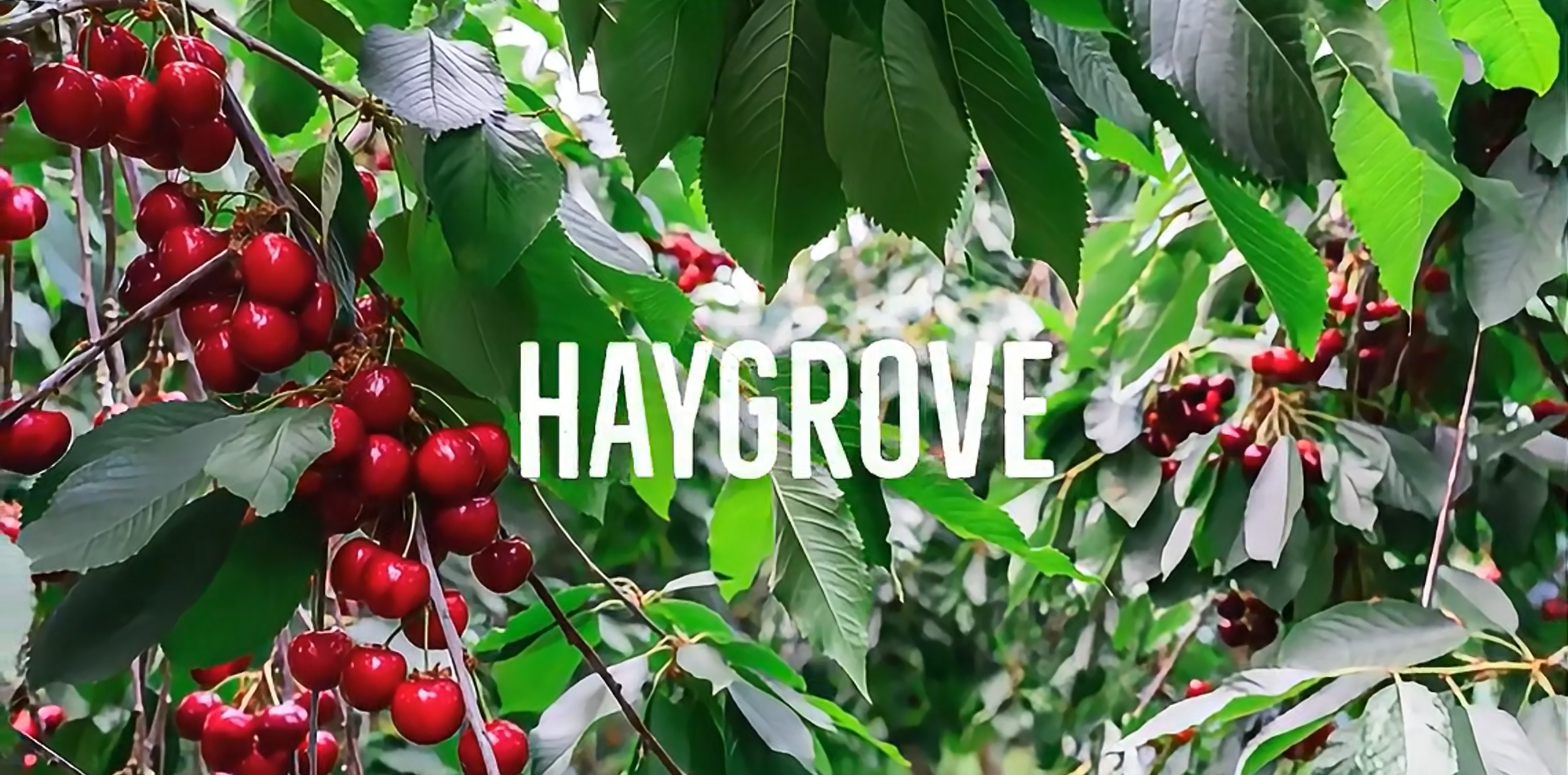 客户故事 | TotalVent大棚在车厘子种植上的应用