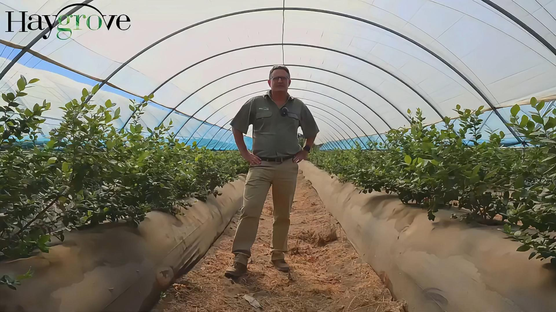 客户故事 | Pioneer先锋大棚在地栽蓝莓种植中的应用