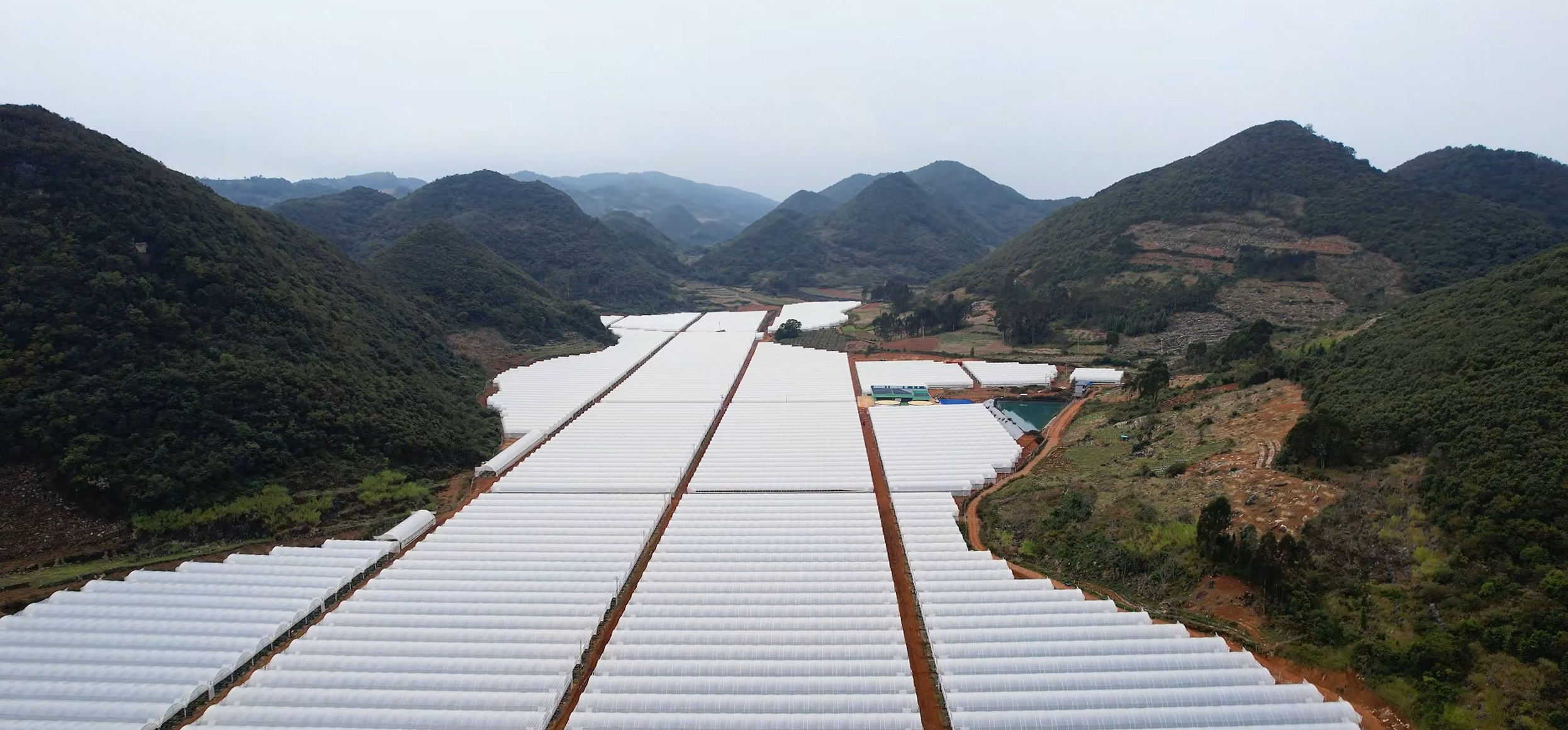 客户故事 | Provent电动通风大棚云南蓝莓农场的应用案例